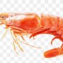 Prawn
