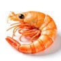 Tiger Prawn Single